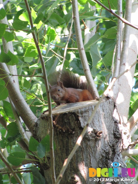 SX27784 Red squirrel in campign Le Stade, Argeles-sur-Mer